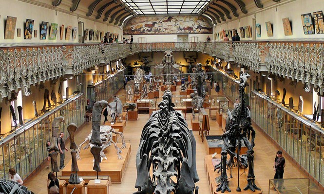 Interior of the Natural History Museum